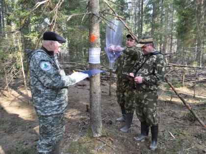 Феромонный надзор в новгородских лесах
