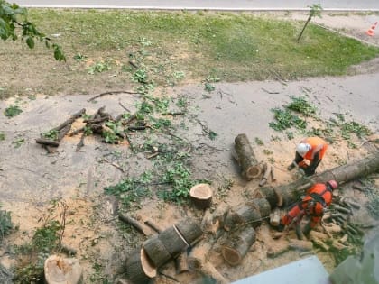 Снесённые на Стратилатовской деревья компенсируют новыми