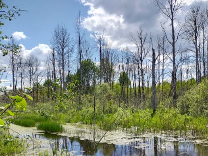 Завершены полевые работы по выборочным наземным наблюдениям за санитарным и лесопатологическим состоянием лесов