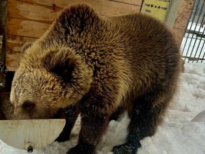 Мишка из окуловского зоопарка «Алёнушка» почувствовал весну