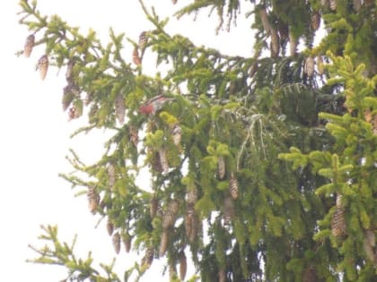 В национальном парке «Валдайский» впервые заметили белокрылого клеста