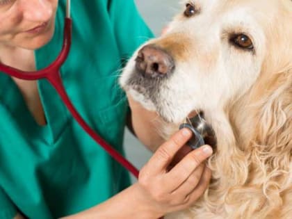 Жители Новгородской области смогут ощутить себя водителем бульдозера, пекарем, ветеринаром, парикмахером и медиком