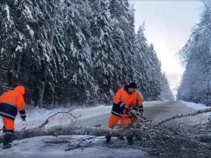 На дорогах области продолжают борьбу с пострадавшими от непогоды деревьями