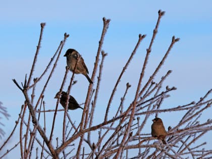 Зиму ждёте?