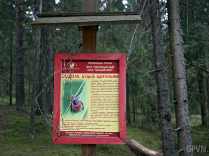 От клещей в Новгородской области в 2023 году обработают 450 га территорий