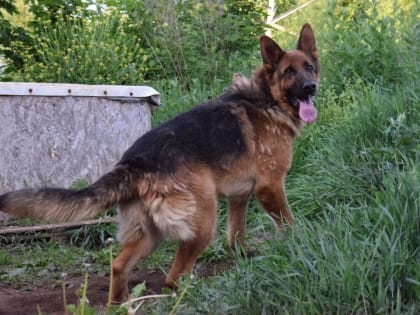 В Боровичах судебные приставы помогли передать пса в приют