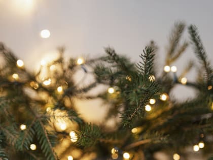 В Новгородской области заготовят более 3000 елей для новогодних праздников