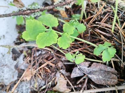 Первая половина недели в Новгородской области будет дождливой