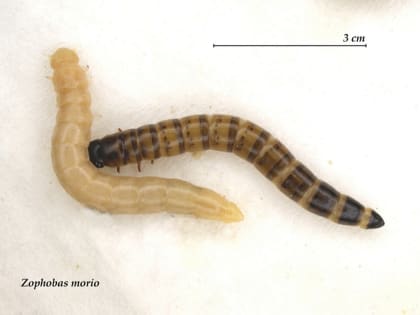 На конференции в НовГУ рассказали об открытии, которое поможет защитить человека от микропластика