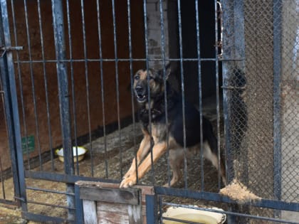 В Великом Новгороде кинологи отловили более 70 безнадзорных животных в 2024 году