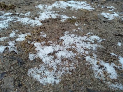 В Новгородской области утром 29 апреля выпал снег