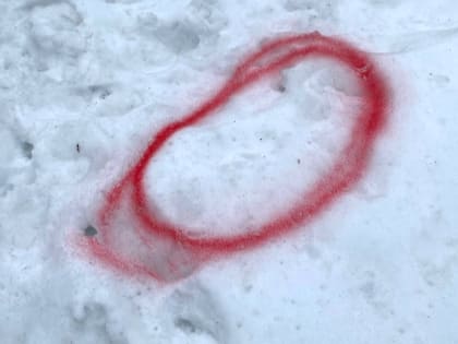 В парке Красное поле Великого Новгорода орудуют догхантеры