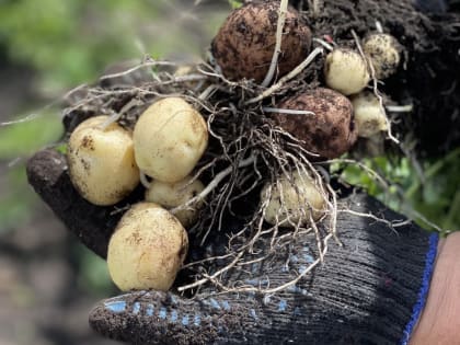 Уборочная в Новгородской области идёт по плану
