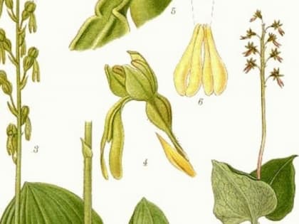 Новгородские учёные обнаружили сердцевидный тайник