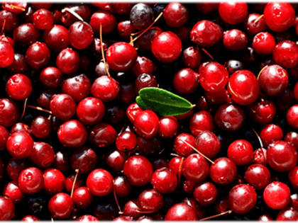 ПОЛЕЗНЫЕ СВОЙСТВА БРУСНИКИ