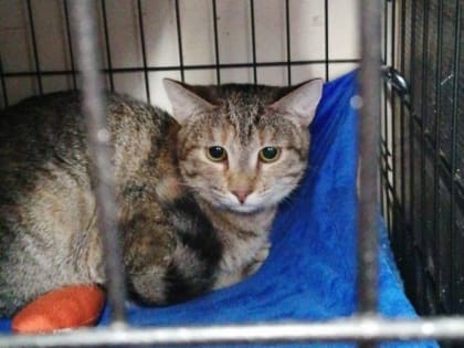 58 бездомных собак и 6 котов отправились из Новгородской области к новым хозяевам за рубеж