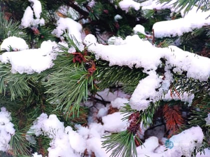 Новгородские синоптики сообщили о приближении тёплой погоды