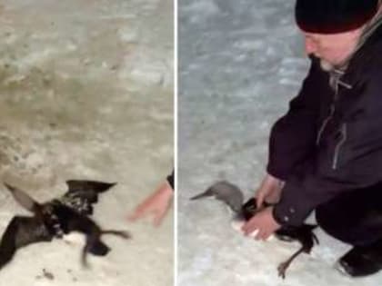 Новгородцы спасли от гибели краснокнижную гагару