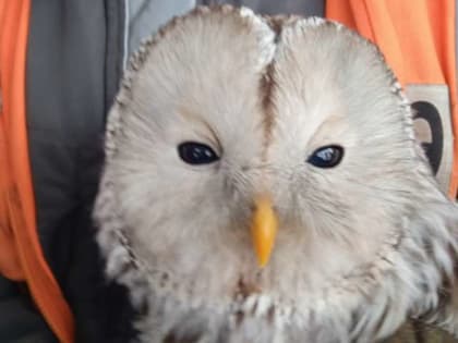 Маловишерец выходил совёнка-найденыша