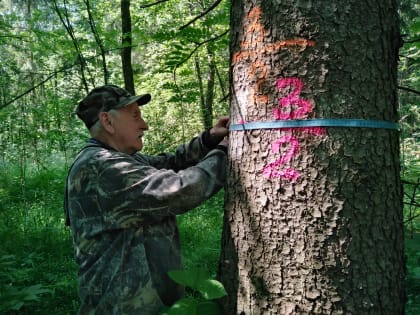 Экология лесов промышленного района Великого Новгорода