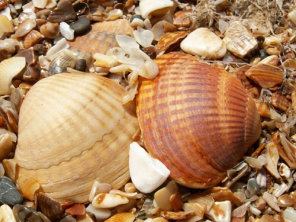 Новгородчина ввозит из Дагестана морскую кормовую ракушку