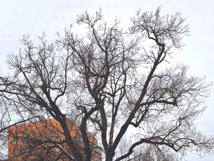 Десятинная улица: страницы истории