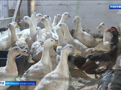 В Новгородской области впервые зарегистрирован очаг высокопатогенного гриппа птиц