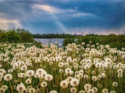 Уже 350 новгородских детей имели несчастье повстречаться с клещами