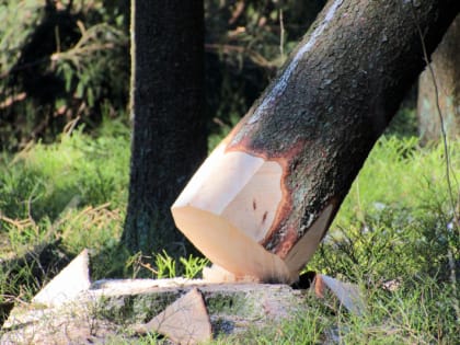 В Любытинском районе незаконно вырубили деревьев почти на 3 миллиона рублей