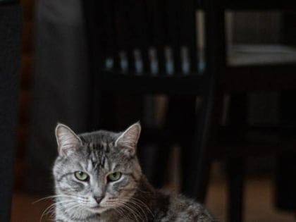 Андрей Никитин рассказал, как в их семью из приюта попал кот Матвей