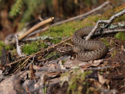 В Новгородской области после зимней спячки проснулись змеи