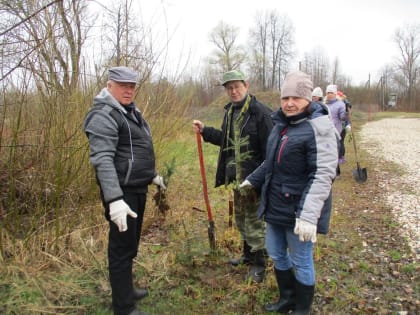 В Новгородской области на землях лесного фонда и землях иных категорий продолжается акция «Сад памяти».