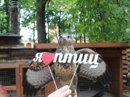 Соколиный двор в Великом Новгороде ищет компанию волонтёров для птиц и лисиц