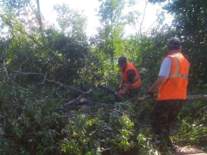 На дорогу Валдай — Демянск упали деревья из-за штормового ветра