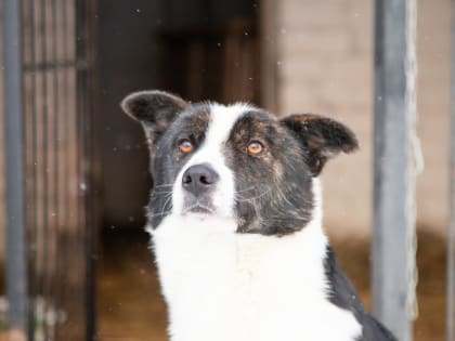 До смерти искалечивший собаку новгородец «заработал» уголовную статью