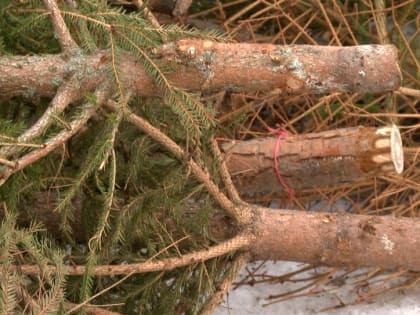 В январе новгородцы активно сдавали новогодние ёлки на переработку