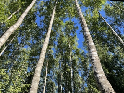 В Новгородской области планируется посадка лесных культур на площади 284 га