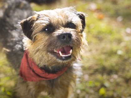 Новгородцам покажут фильм про отвязных дворняг