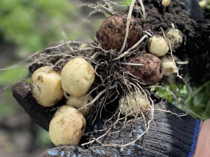Стало известно, сколько картофеля в год съедают новгородцы