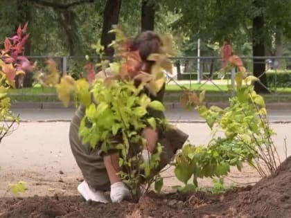 У школы №2 члены и сторонники "Единой России" продолжают сажать кусты спиреи