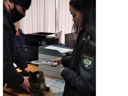 Новгородский кот отправился в Азербайджан