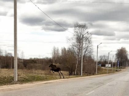 По автотрассе на границе Валдая гуляет лось