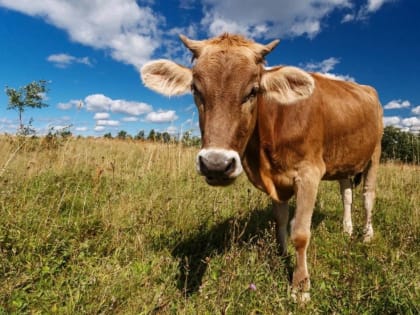 Поддержка малых форм хозяйствования в агропромышленном комплексе России