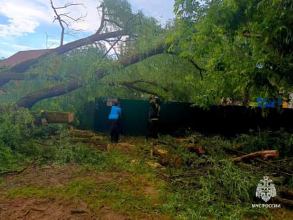 В Новгородской области спасатели и водители убирают сваленные бурей деревья