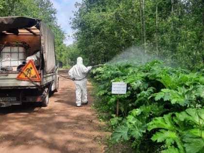 В НовГУ предложили эффективный способ борьбы с борщевиком