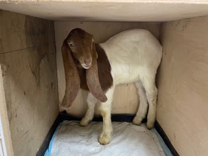 Козу камори из Новгородской области отправили в Калининград