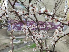 Саратовцам рассказали о мерах профилактиках аллергии на пыльцу