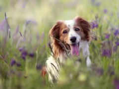 Собаки тоже любят ароматерапию: зачем нужны диффузоры и спреи для животных