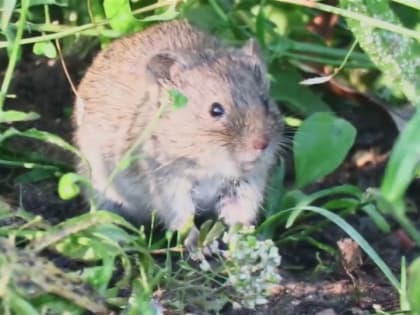 В Саратове и восьми районах выявлены 17 заболевших "мышиной лихорадкой"