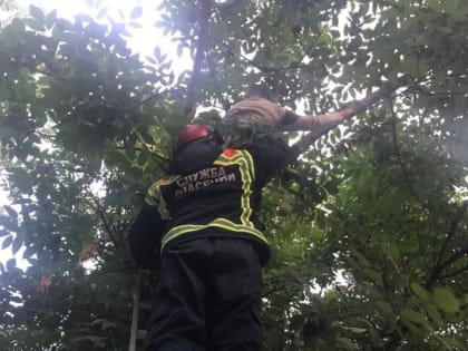 В Энгельсе спасатели сняли застрявшего на дереве ребенка